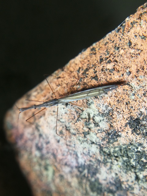 Hydrometra