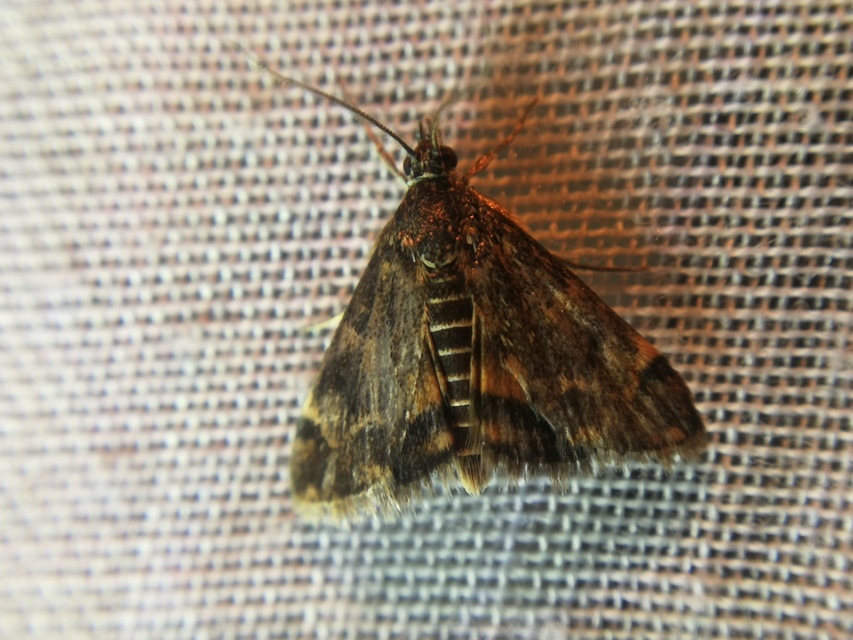 Pyrausta despicata - réti bíbormoly