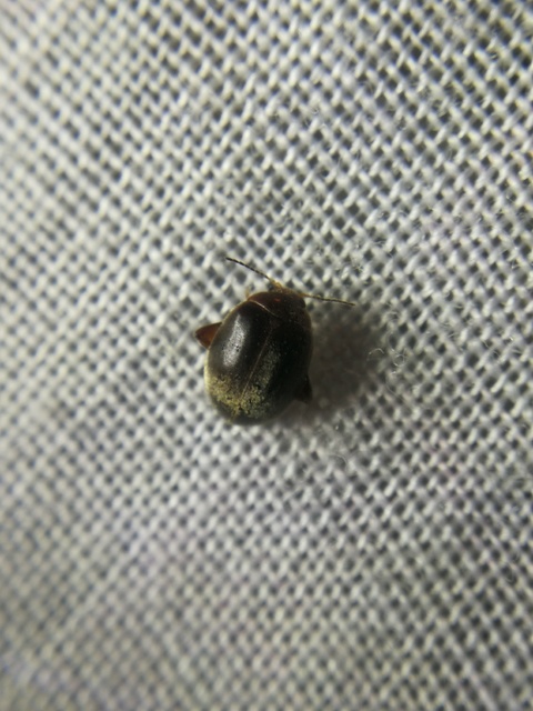 Scirtes hemisphaericus - közönséges ugrórétbogár