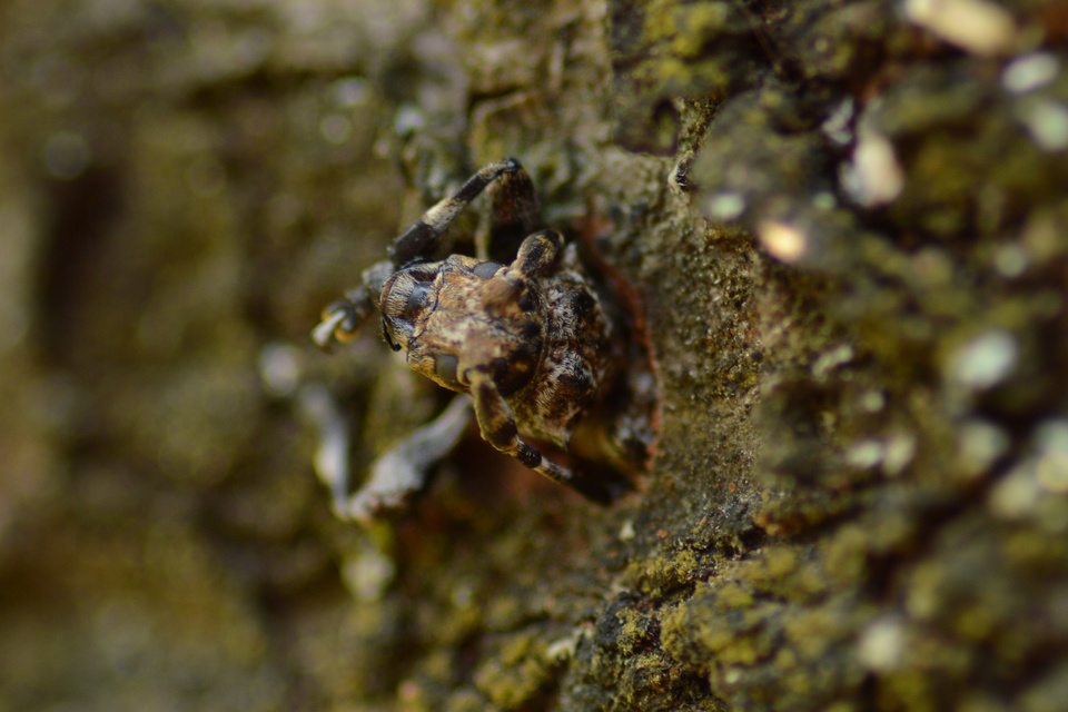 Aegomorphus clavipes - tarka cincér Aegomorphus clavipes - tarka cincér