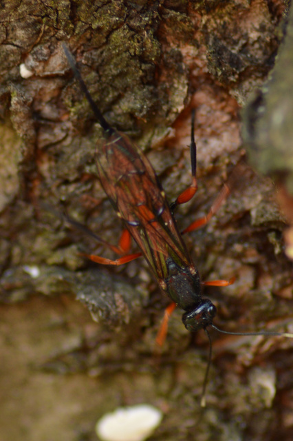 Braconidae - gyilkosfürkészek