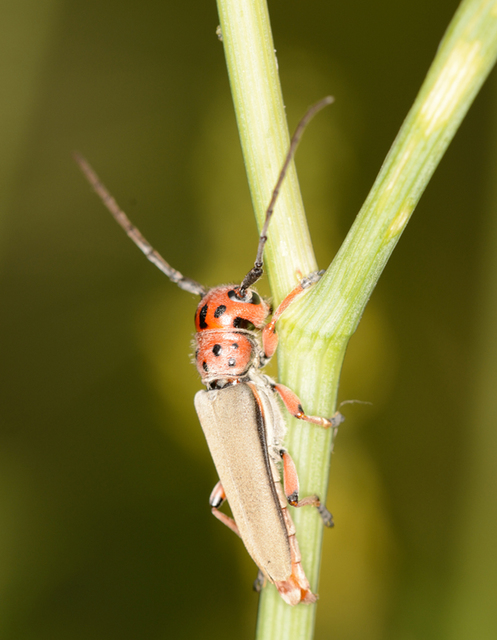 Phytoecia argus - árgusszemű cincér