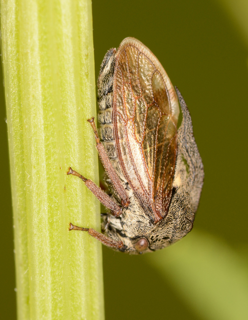 Centrotus cornutus - szarvaskabóca