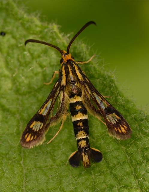 Chamaesphecia empiformis - farkaskutyatej-szitkár