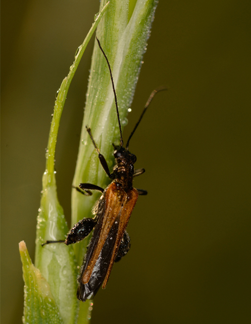Oedemera femorata - sárgahátú álcincér