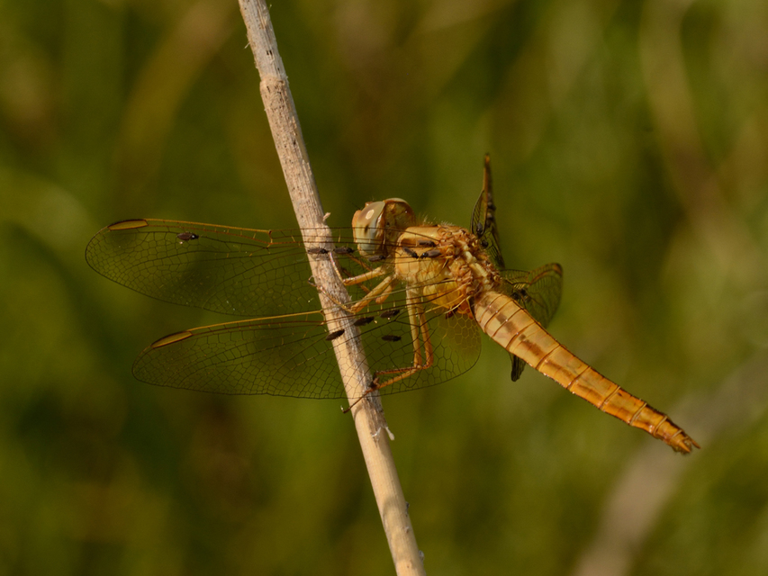 Crocothemis erythraea - skarlát szitakötő