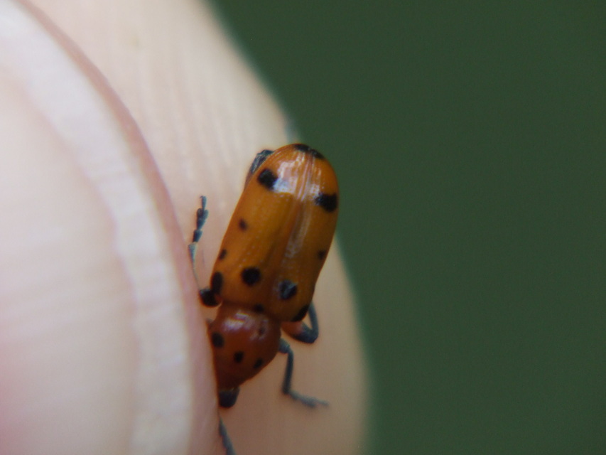 Crioceris quatuordecimpunctata - tizennégypontos spárgabogár