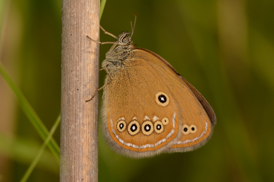 Coenonympha oedippus - ezüstsávos szénalepke