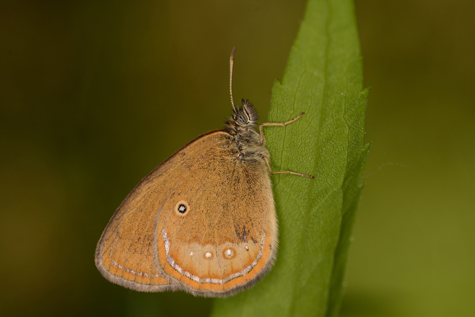 Coenonympha oedippus - ezüstsávos szénalepke