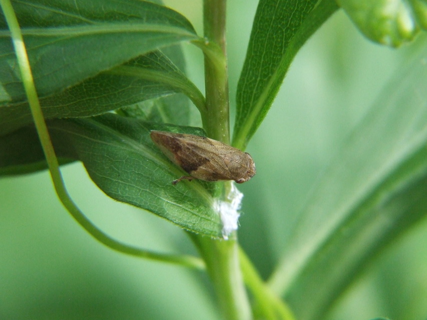 Aphrophora alni