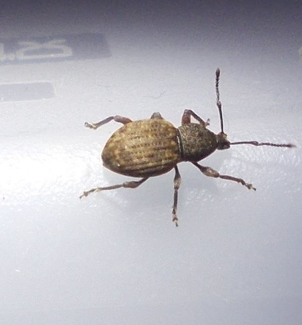 Otiorhynchus raucus - molyhos gyalogormányos