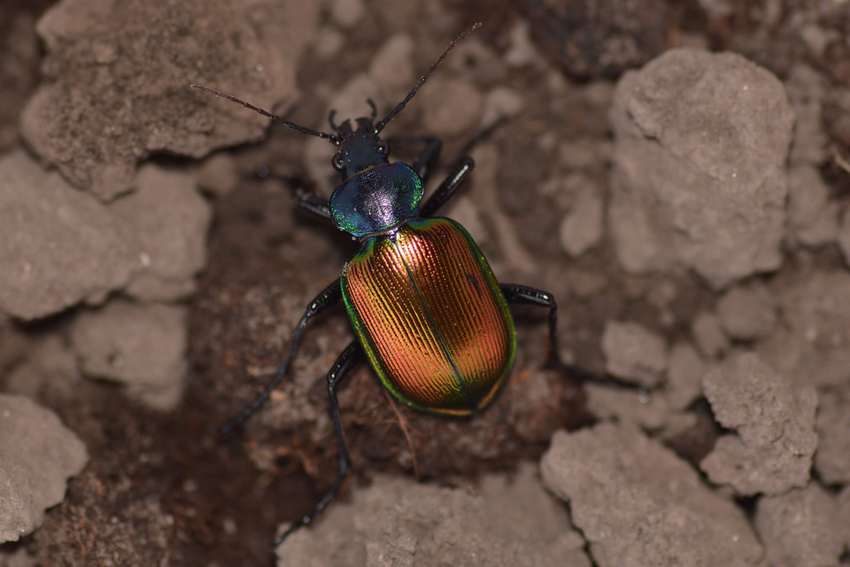 Calosoma sycophanta - aranyos bábrabló
