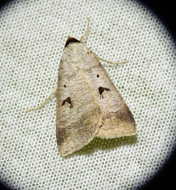 Lygephila pastinum - közönséges csüdfűbagoly
