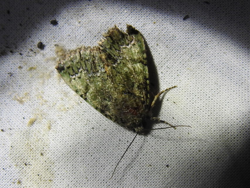 Polyphaenis sericata - selyemfényű erdeibagoly