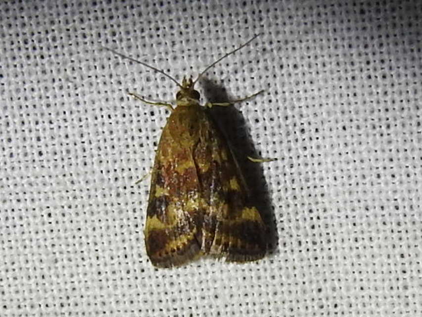 Pyrausta despicata - réti bíbormoly