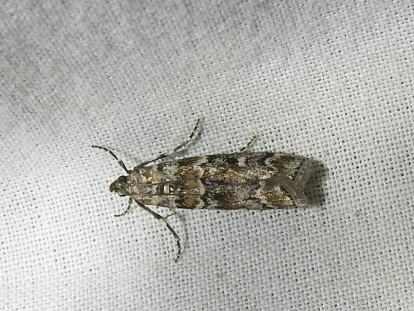 Dioryctria