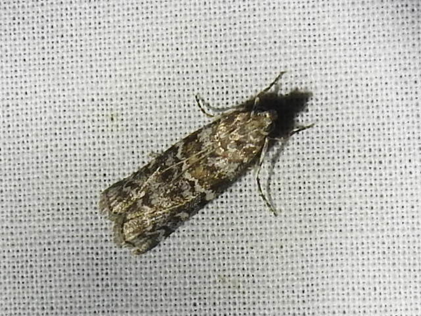 Dioryctria