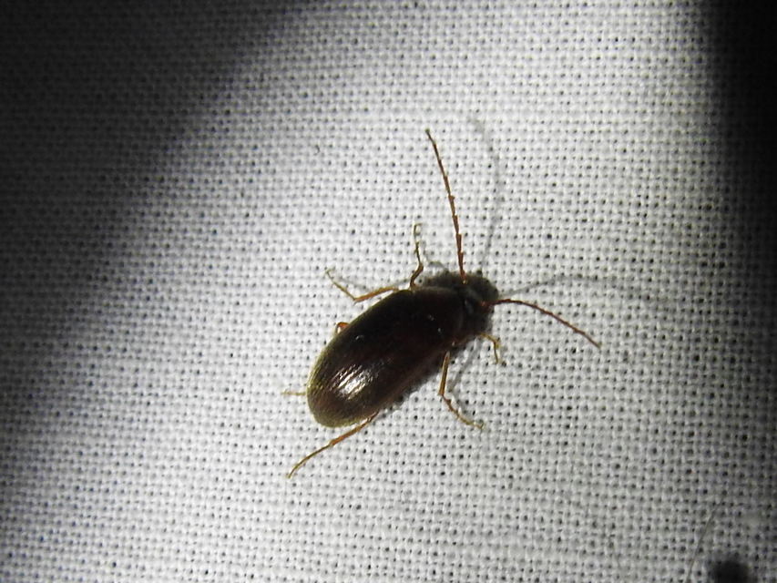 Hymenalia rufipes - rőtlábú alkonybogár
