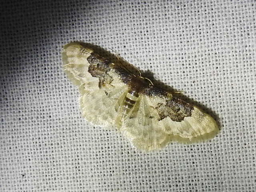Idaea rusticata - tarka apróaraszoló