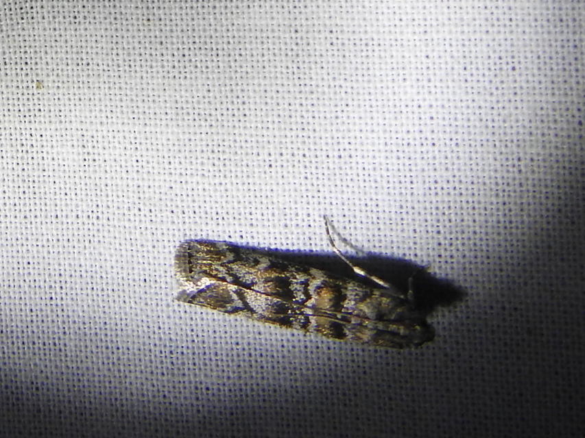 Dioryctria