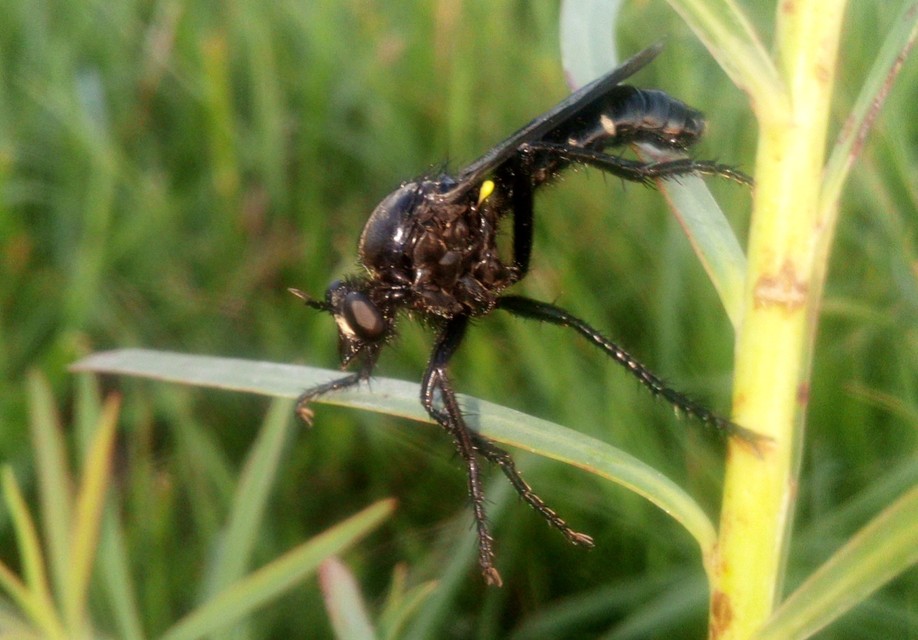 Dasypogon