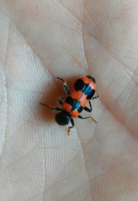 Trichodes apiarius - szalagos méhészbogár
