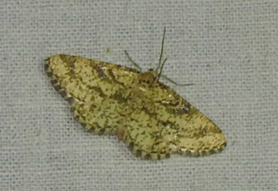 Heliomata glarearia - bőrszínű araszoló