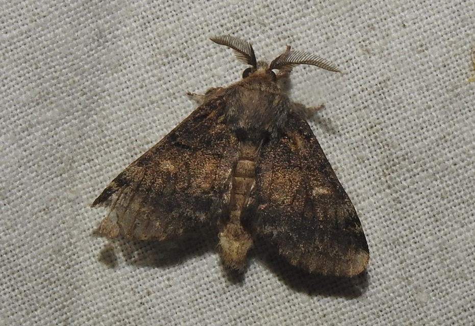 Gluphisia crenata - kormos púposszövő