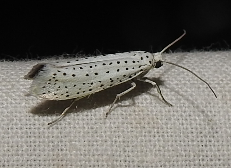 Yponomeuta evonymella - pókhálós májusfamoly