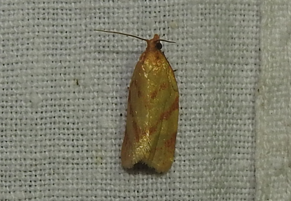 Clepsis pallidana - aranysárga sodrómoly