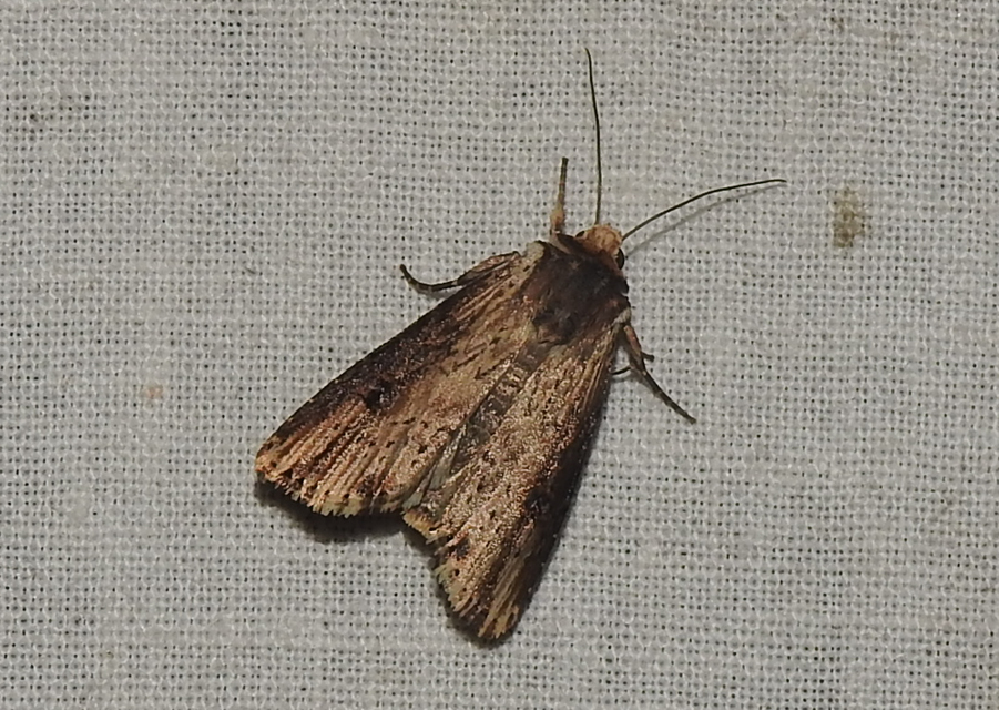 Axylia putris - vonalkás földibagoly