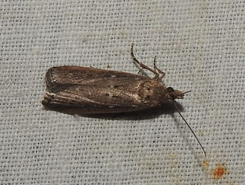 Isauria dilucidella - sziki karcsúmoly