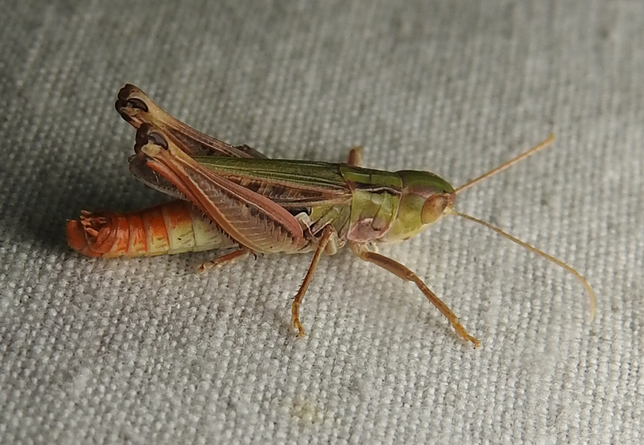 Stenobothrus nigromaculatus - sztyeppréti sáska