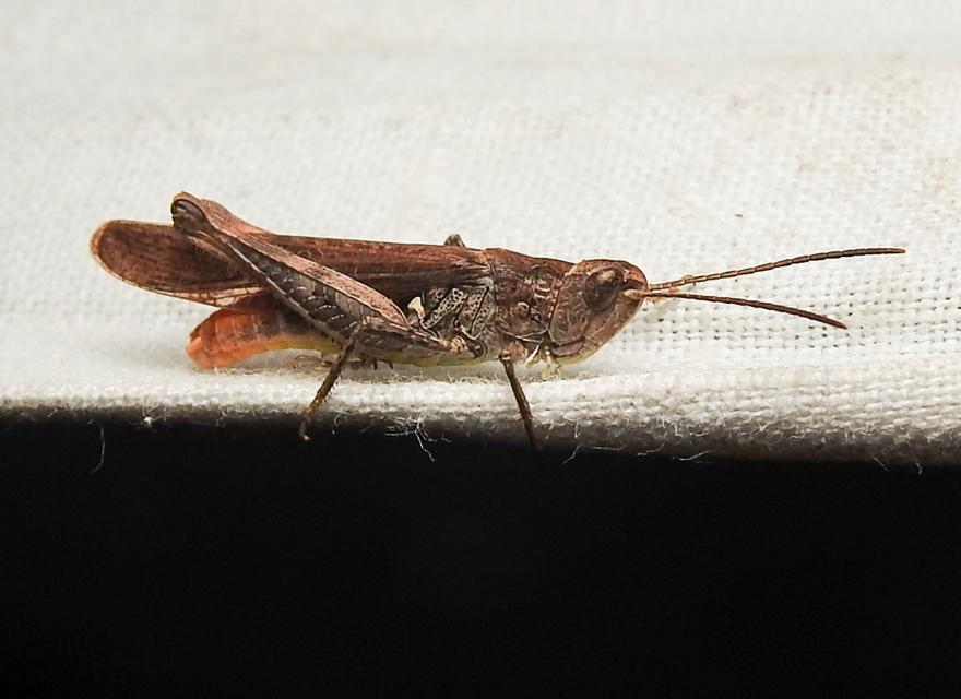 Chorthippus (Glyptobothrus) (subgenus)