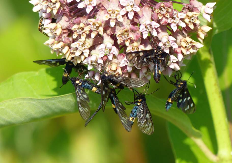 Amata phegea - fehérpettyes álcsüngőlepke