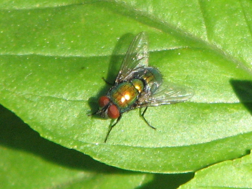 Lucilia