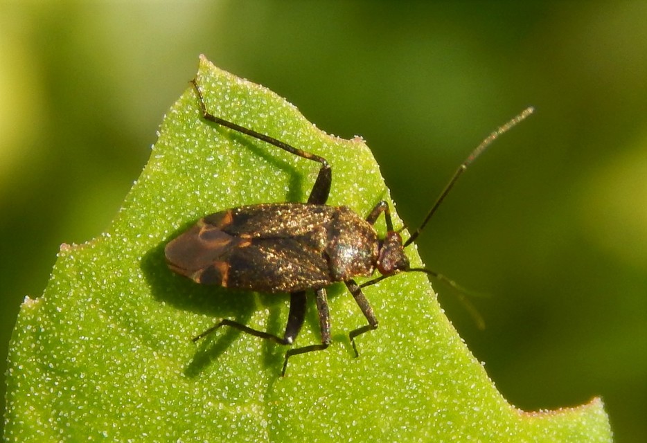 Miridae - mezeipoloskák