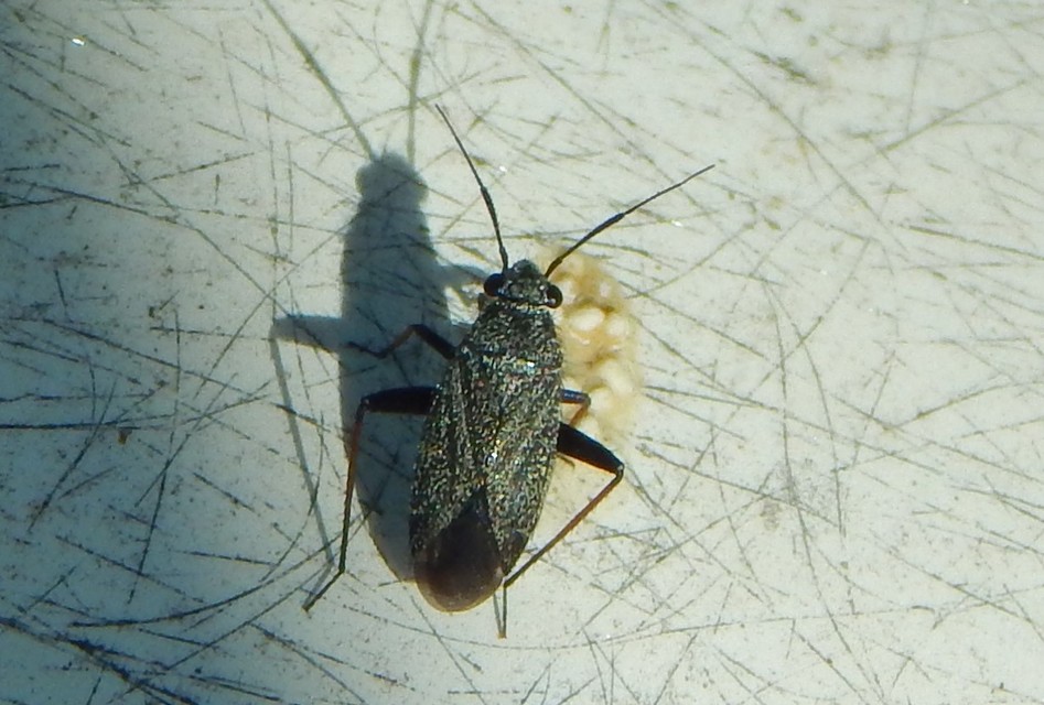 Miridae - mezeipoloskák