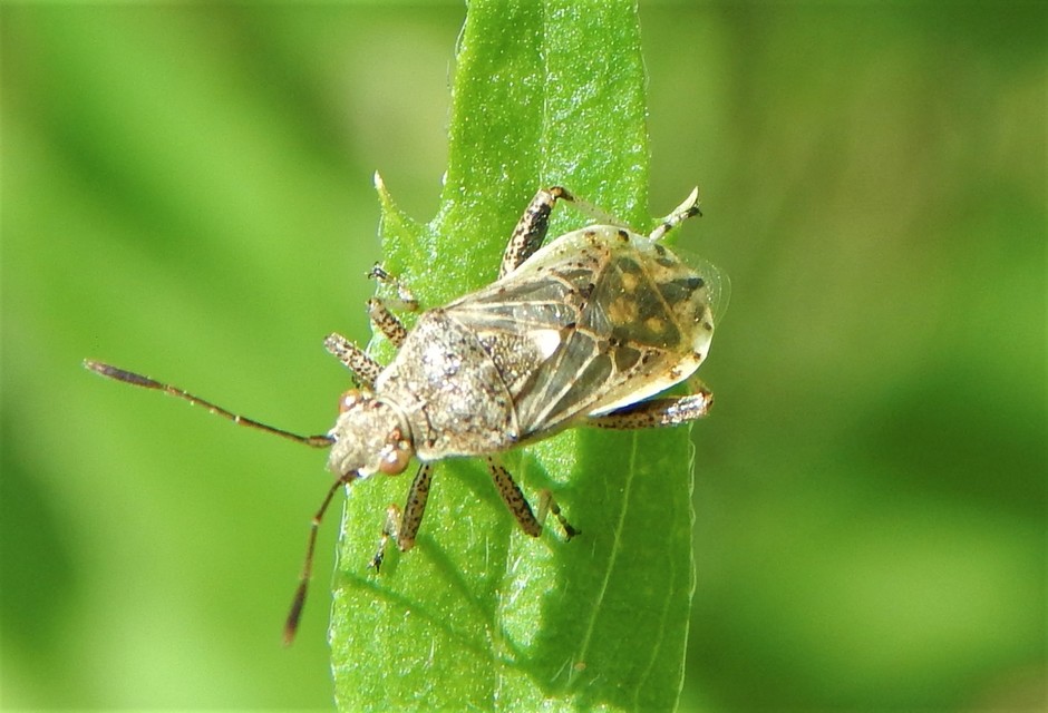 Rhopalidae - üvegpoloskák
