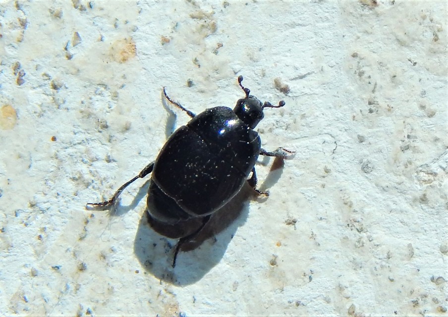 Saprininae