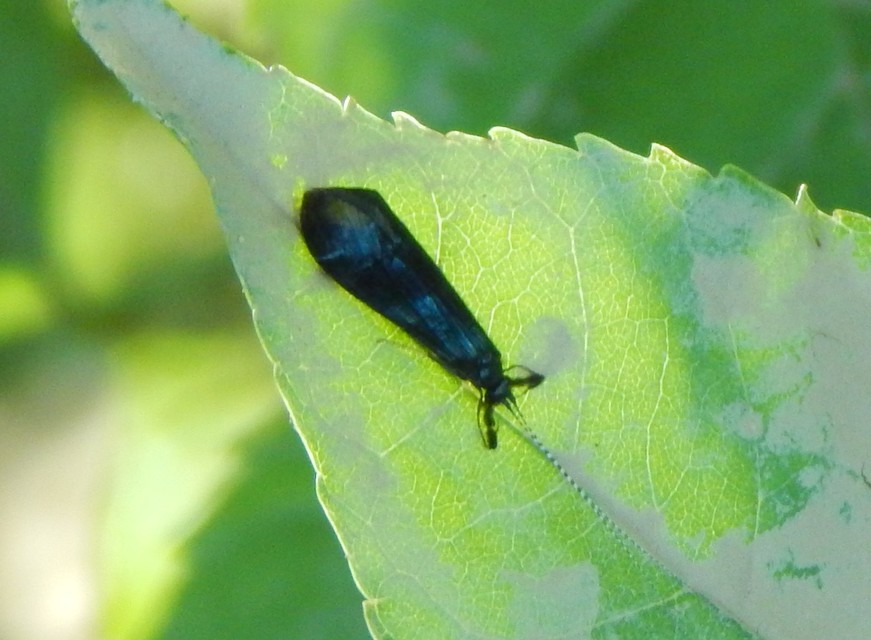 Trichoptera - Tegzesek