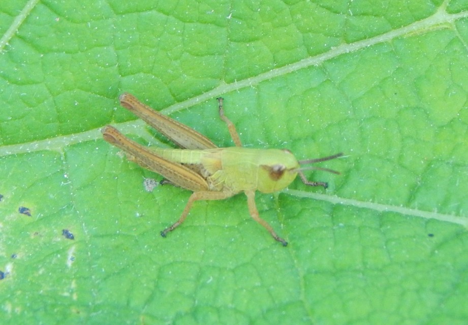 Chorthippus (Chorthippus) (subgenus)