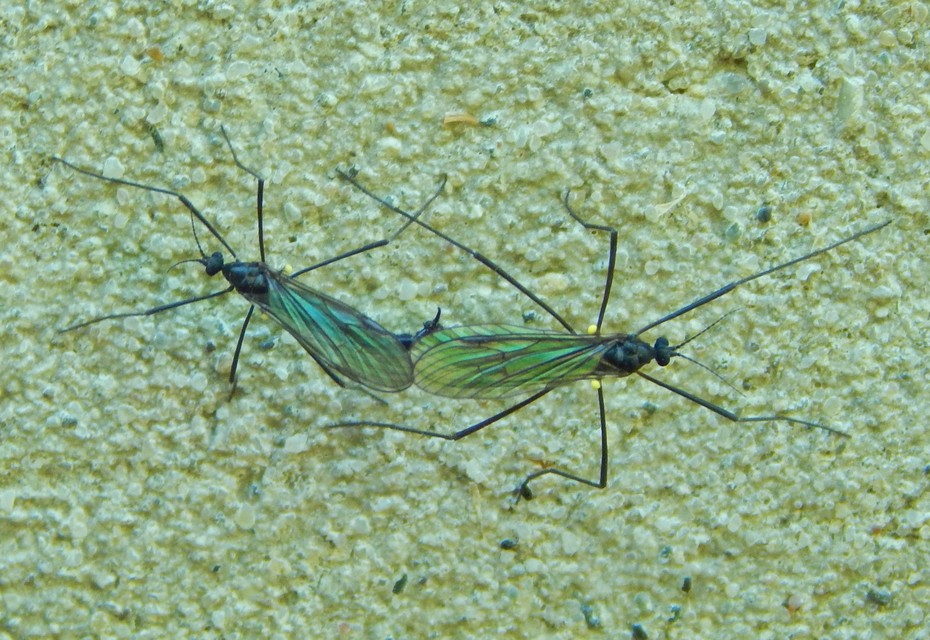 Gnophomyia