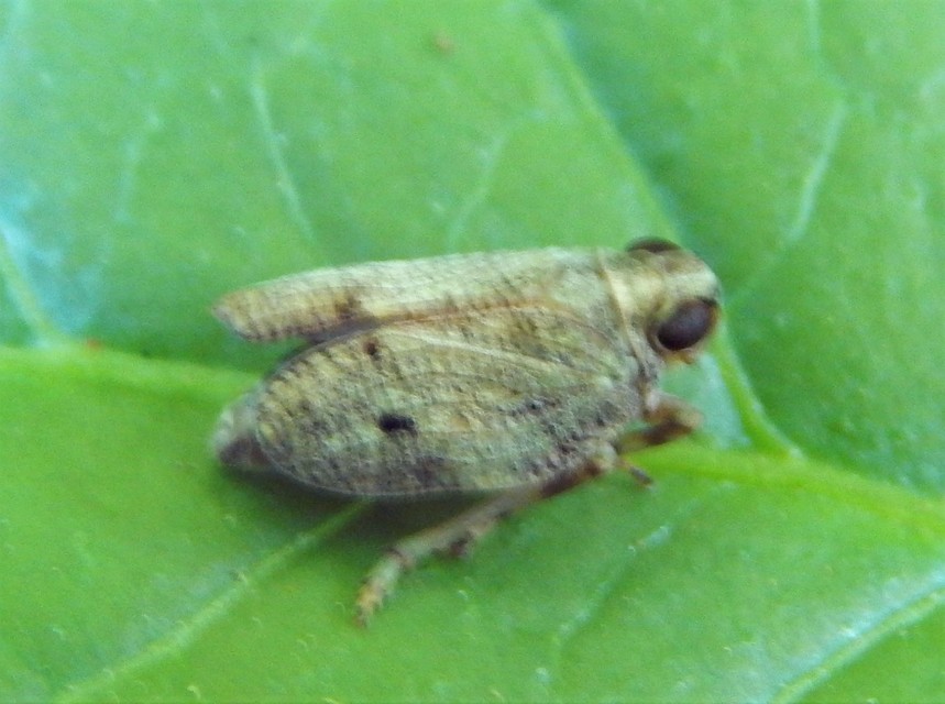 Issus coleoptratus