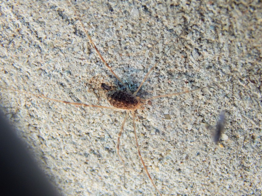 Opilio