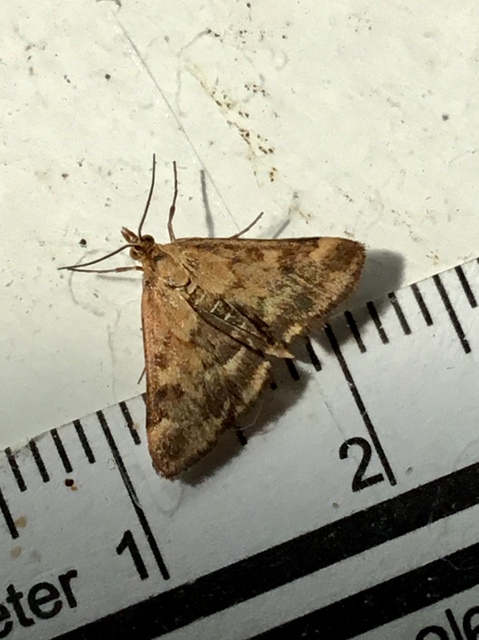 Pyrausta despicata - réti bíbormoly