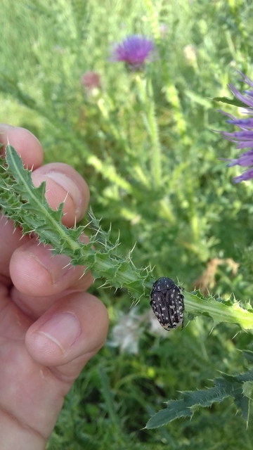 Oxythyrea funesta - sokpettyes virágbogár
