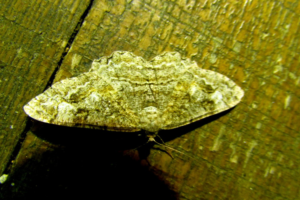 Alcis repandata - foltos faaraszoló