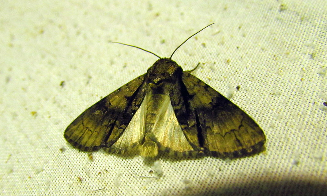Acronicta alni - éger-szigonyosbagoly