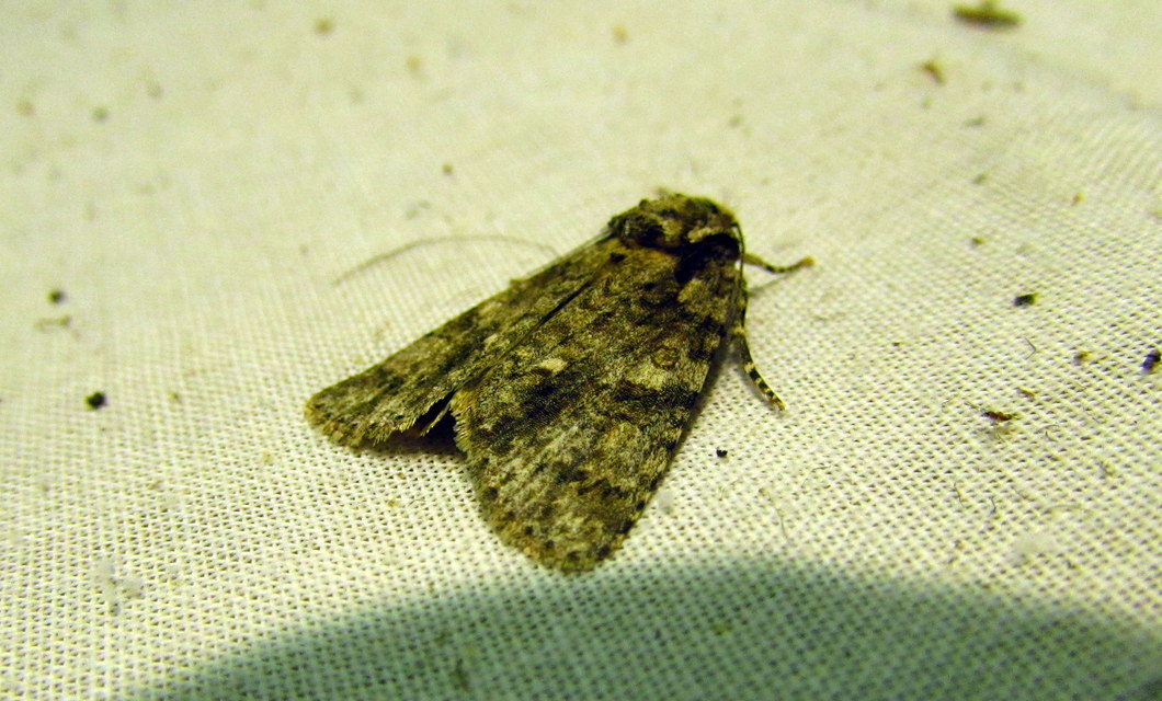 Acronicta rumicis - sóska-szigonyosbagoly